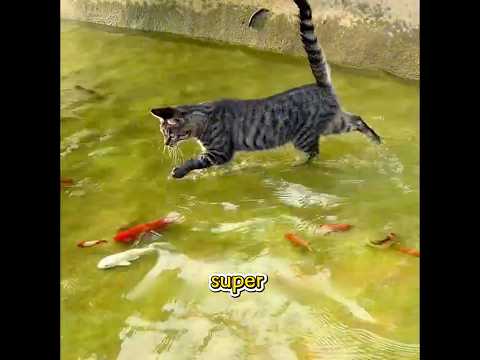 This Woman Turned a Vacant Lot into a Paradise for Stray Cats#funny #pets #shuorts
