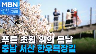 충남 서산한우목장 웰빙산책로 벚꽃 [MBN 영상속으로]