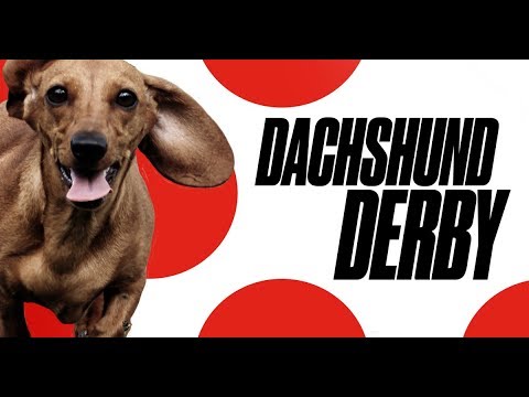 Dachshund Derby | Heat 5 & Medal Ceremony