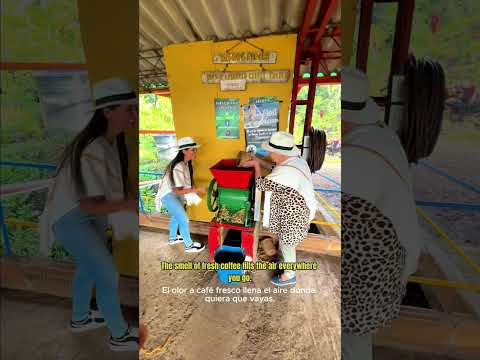 The Coffee Process (Finca los Correa in Jardin, Antioquia) ☕️⛰️ #medellin #colombiatravel