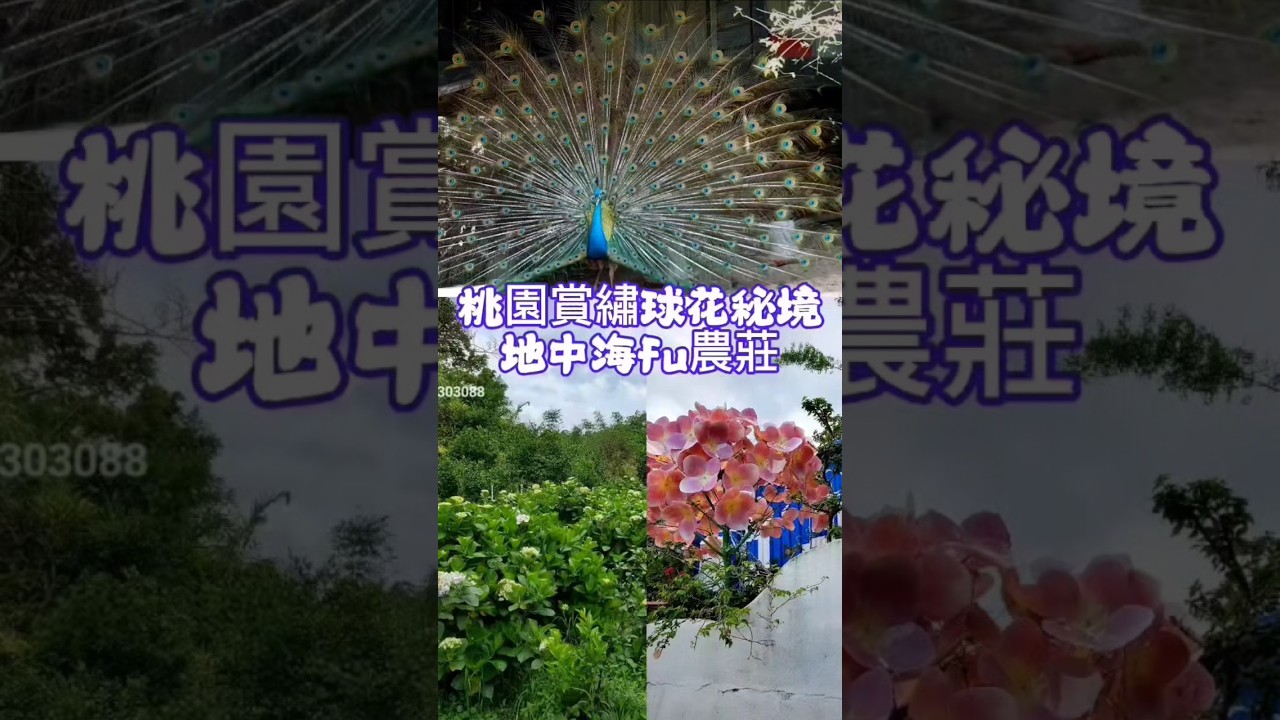 #枕頭山農莊 #桃園賞花景點 #北橫繡球花 #桃園螢火蟲 #北橫景點 #小紫吃喝玩樂 #桃園景點 #繡球金針農遊趣 #taiwanview #花現台七 #taoyuantravel #枕頭山農莊繡球花