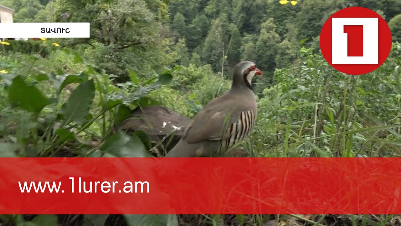 Բնությանը վայրի թռչուններ նվիրող արվեստագետների թիմն ընդլայնվել է