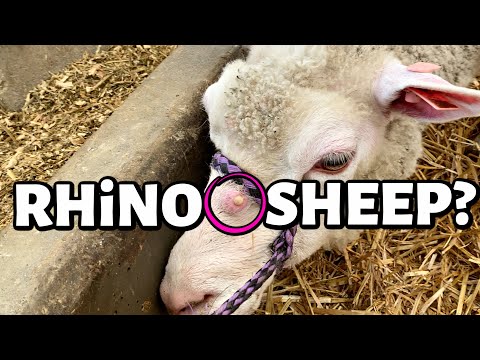 CALLING DR. PIMPLE POPPER!!😱 | wart? horn? pimple? ewww. | Vlog 442