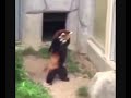 MadLipz:  Red Panda Scared Of Rock #1