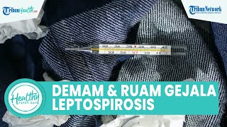 Gejala Leptospirosis yang Rentan Terjadi saat Musim Hujan akibat Air Kencing Tikus: Demam & Ruam