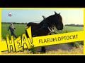 De boerenoptocht op het Flaeijelfeest | HEA!