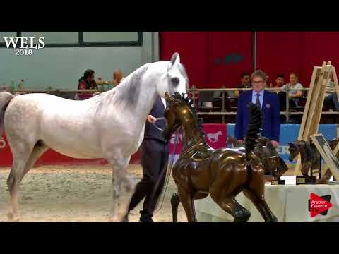 N.84 NEWTON K.A. - Wels 2018 - 7-10 Years Old Stallions (Class 10)