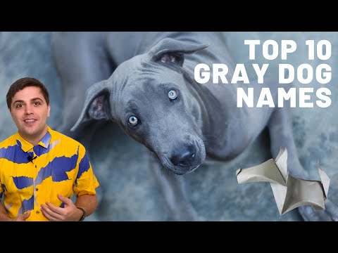 The 10 BEST Gray Dog Names
