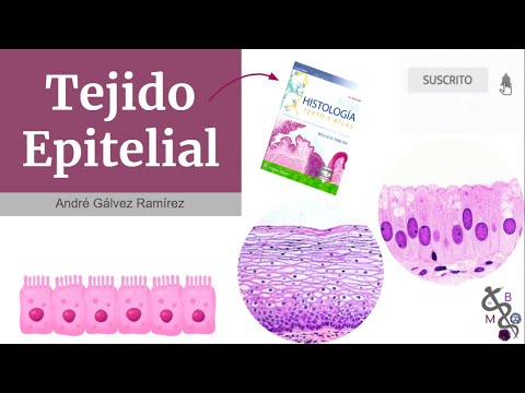 Tejido epitelial | Histología Ross