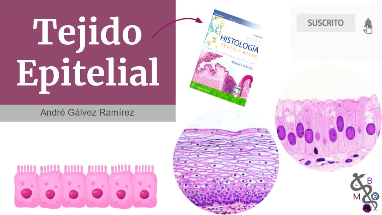 Tejido epitelial | Histología Ross