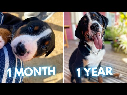 Appenzeller Sennenhund Puppy to Dog Transformation (1 Month to 1 Year)