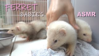 ASMR Ferret Puppies Keep Eating Muddy Flesh And Animal Feed (No Talking) Eating Sounds