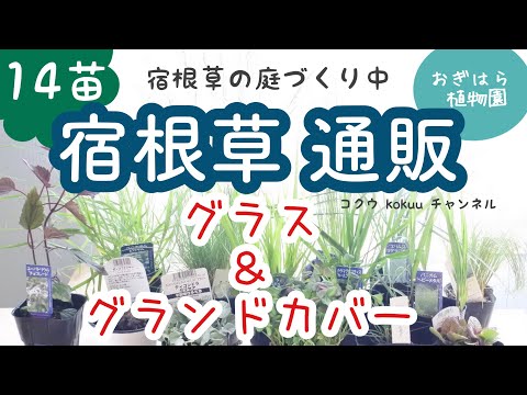 ベアスキングラス、ベアスキンフェスク 植物