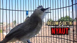Download lagu trucukan gacor TARUNG ROPEL PANJANG pancingan trucukan agar bunyi jadikan burung trucuk gacor EMOSI mp3