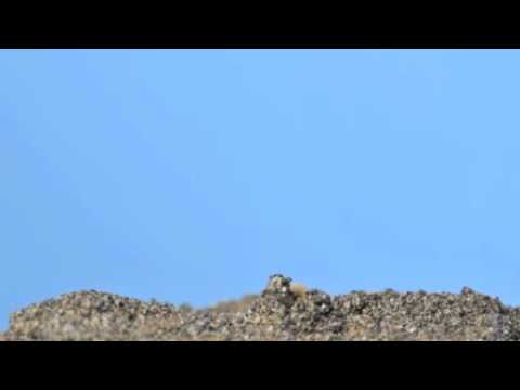 アサガオの芽生え(微速度撮影）