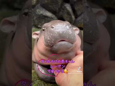 カバの体重はどれくらいですか?