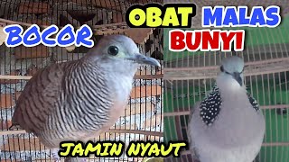 Download lagu Perkutut Lokal Suara Keras Ngotot X Tekukur Djawa Nglaras. JAMIN NYAUT mp3 Download lagu Perkutut Lokal Suara Keras Ngotot X Tekukur Djawa Nglaras. JAMIN NYAUT mp3