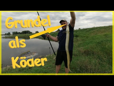 Eel and zander fishing with goby as bait in the river / it's that easy #Elbe Eel