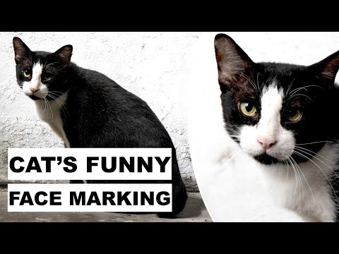 Cat Has Penis Shaped Fur Marking