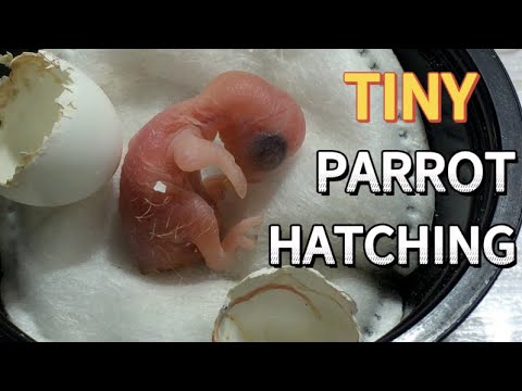 The Smallest Parrot you've ever seen - Tiny egg hatching #4