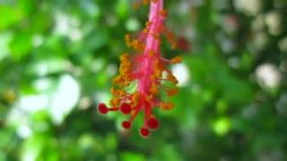 Canon PowerShot A2200 720HD Video Part 2