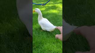 Pekin Duck Birds Videos