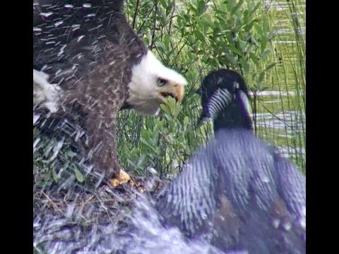 Eagle Attacks Loon Chick