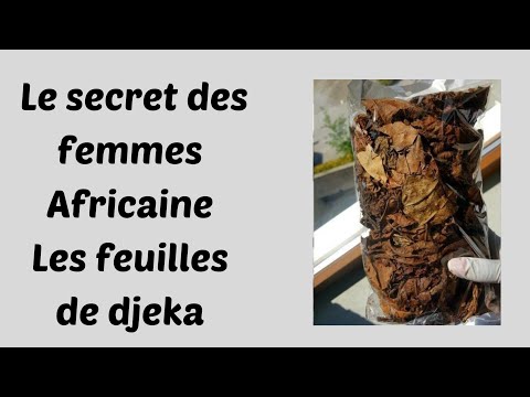 SECRET DES  FEMMES: FEUILLES DE DJEKA
