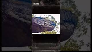 Download lagu ular purba raksasa terbesar di dunia yang menjadi batuπ± #shorts #ularpurba #ularbesar mp3 Download lagu ular purba raksasa terbesar di dunia yang menjadi batuπ± #shorts #ularpurba #ularbesar mp3