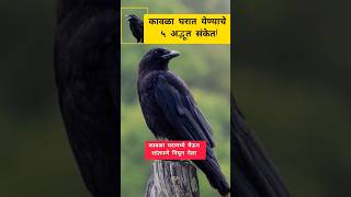 कावळ्याचे ५ अद्भूत संकेत! | Kavala 5 Sanket🐧#shorts #trending #youtubeshorts