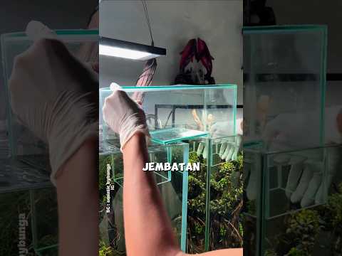 Pria Ini Membuat Jembatan untuk Ikan di Akuariumnya 🐟