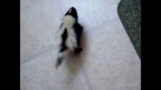 Jasper pet skunk Crying to be picked up