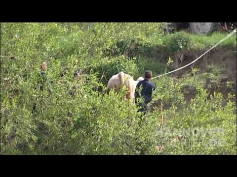 05.05.2010 - Kuh in der Leine bei Hannover - Tierrettung der Feuerwehr im Einsatz
