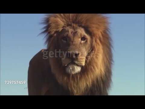 The Cheetah King Part 9: Stampede