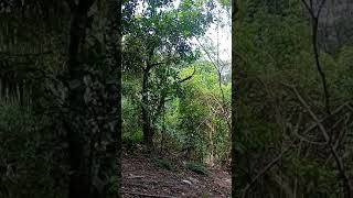 Download lagu Suara burung tuwu liar mp3 Download lagu Suara burung tuwu liar mp3