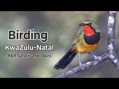 Birding KwaZulu-Natal |R&R Safaris and Tours