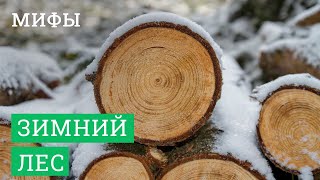 Постер для видео - Мифы про зимний лес в деревянном домостроении