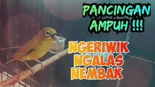 Download lagu Pleci gacor pancingan ampuh untuk bahan | pleci ngalas ngeriwik nembak mp3