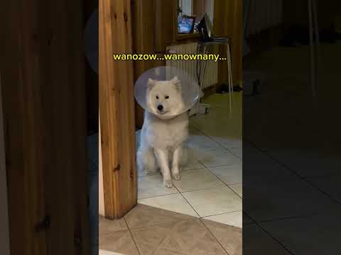 STEFEK ZAATAKOWANY PRZEZ KOSMITÓW