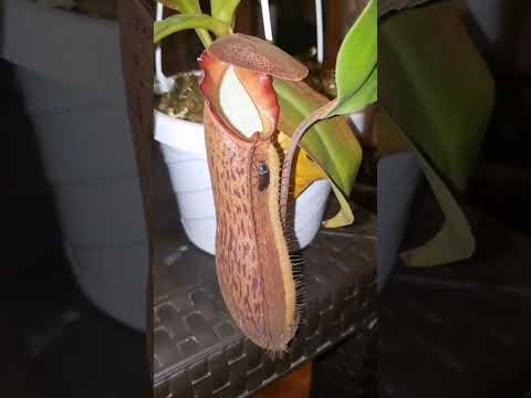 How Seed-pitcher plant traps insects 🌱 #shorts #comment #carnivorousplants