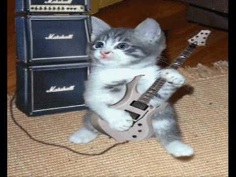 wlazł kotek na płotek