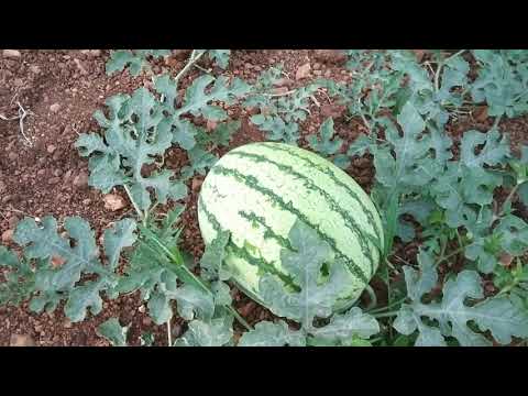 Hybrid none namdhari ns 295 watermelon seeds - 50 gm, for fr...