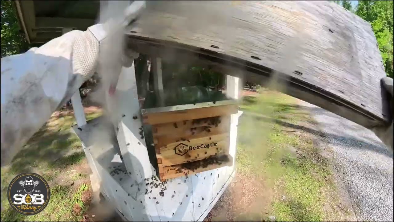 Spring 2025: Moving bees in the SOB Honey Yard