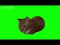 Boing Boing Cat Green Screen
