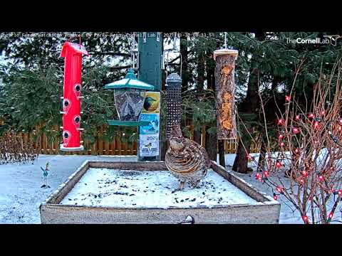 A Good Morning For A Ruffed Grouse | Ontario FeederWatch Cam – Nov. 30, 2021