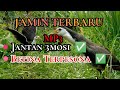 Suara Pikat Ruak Ruak MP3 Jamin Gak Tunggu Lama