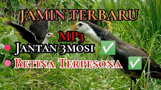 Download lagu Suara Pikat Ruak-ruak, MP3 Jamin Gak Tunggu Lama mp3
