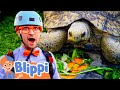 FUN ANIMAL ZOO With Blippi San Diego Zoo Learning For Children Educational Videos For Kids