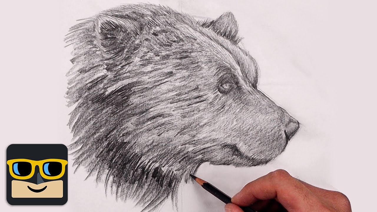 How To Draw a Bear | Sketch Tutorial