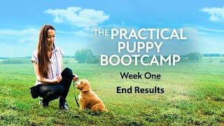 The Practical Puppy Bootcamp - Train Your Puppy at Home!